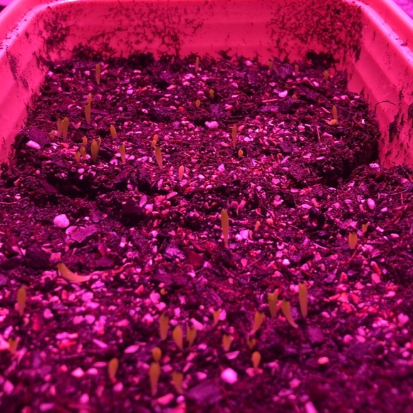 !Beginner Cactus Farmer! - Picture 3 of 6